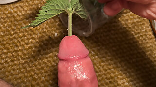 Cock and ball torture stinging nettles tormenting humungous man sausage